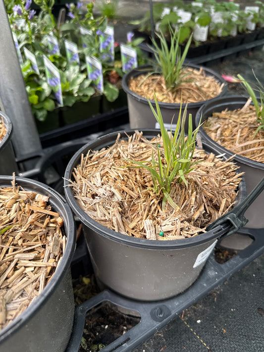 Chinese Fountain Grass 'Pennisetum Alpecuroides'