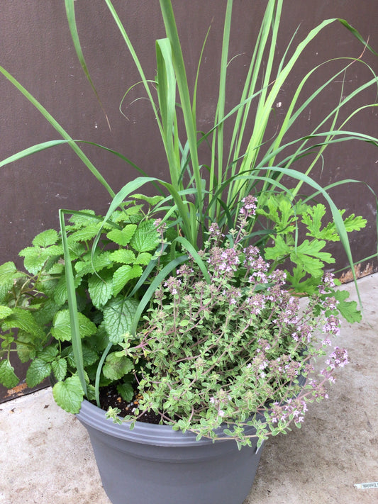10" Bug Off Planter