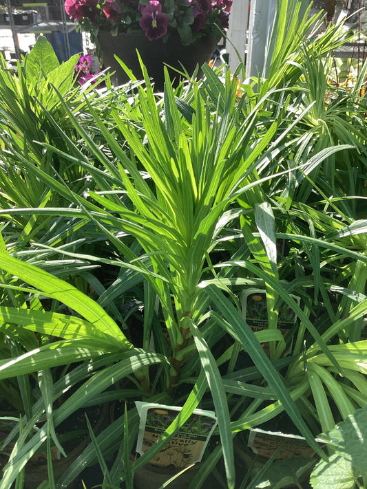 4" Dense Blazing Star 'Liatris Spicata'