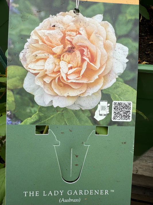 David Austin Rose 'The Lady Gardener'
