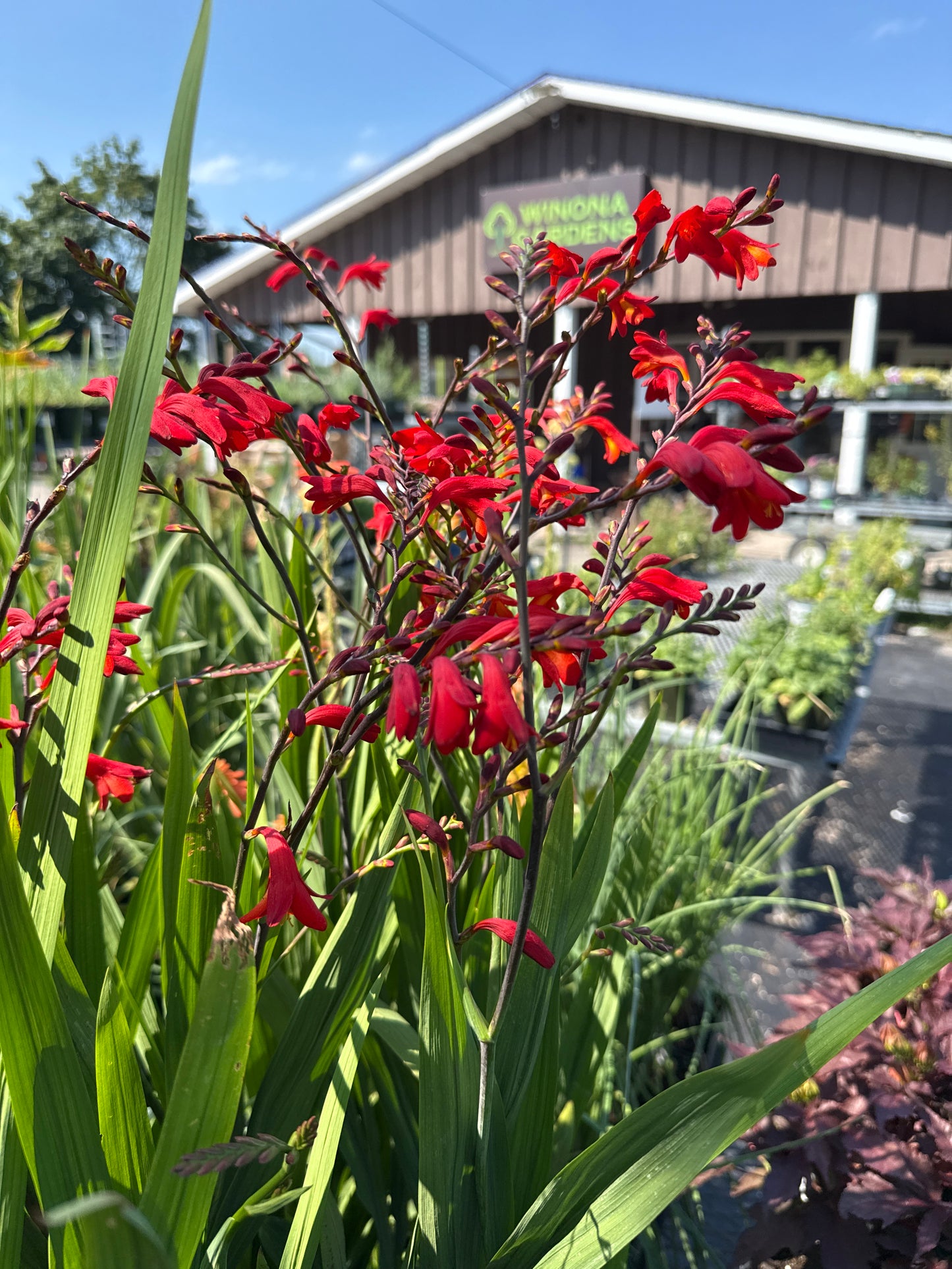 1 Gal Crocosmia