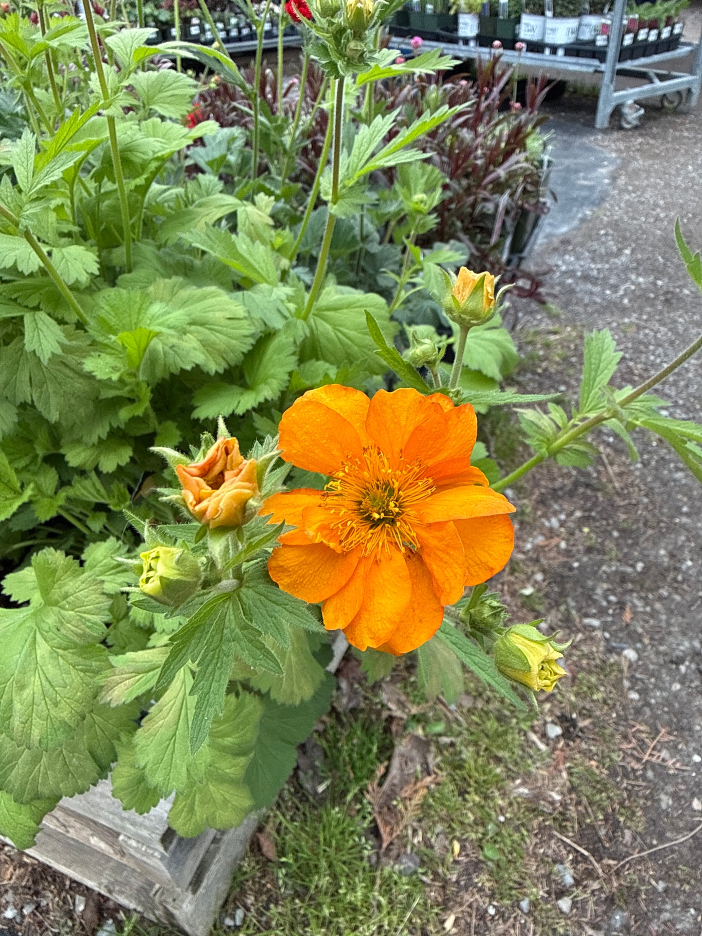 1 Gal 'Geum'