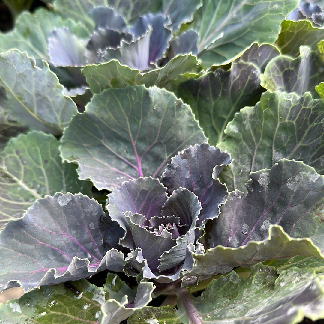 4.5" Ornamental Cabbage