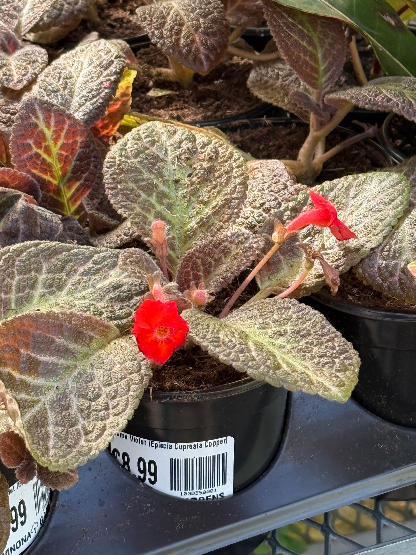 Flame Violet (Episcia Cupreata Copper)