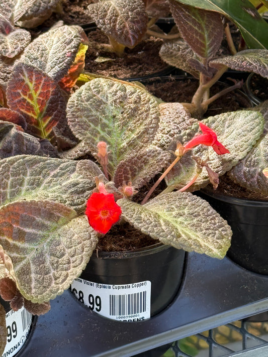Flame Violet (Episcia Cupreata Copper)