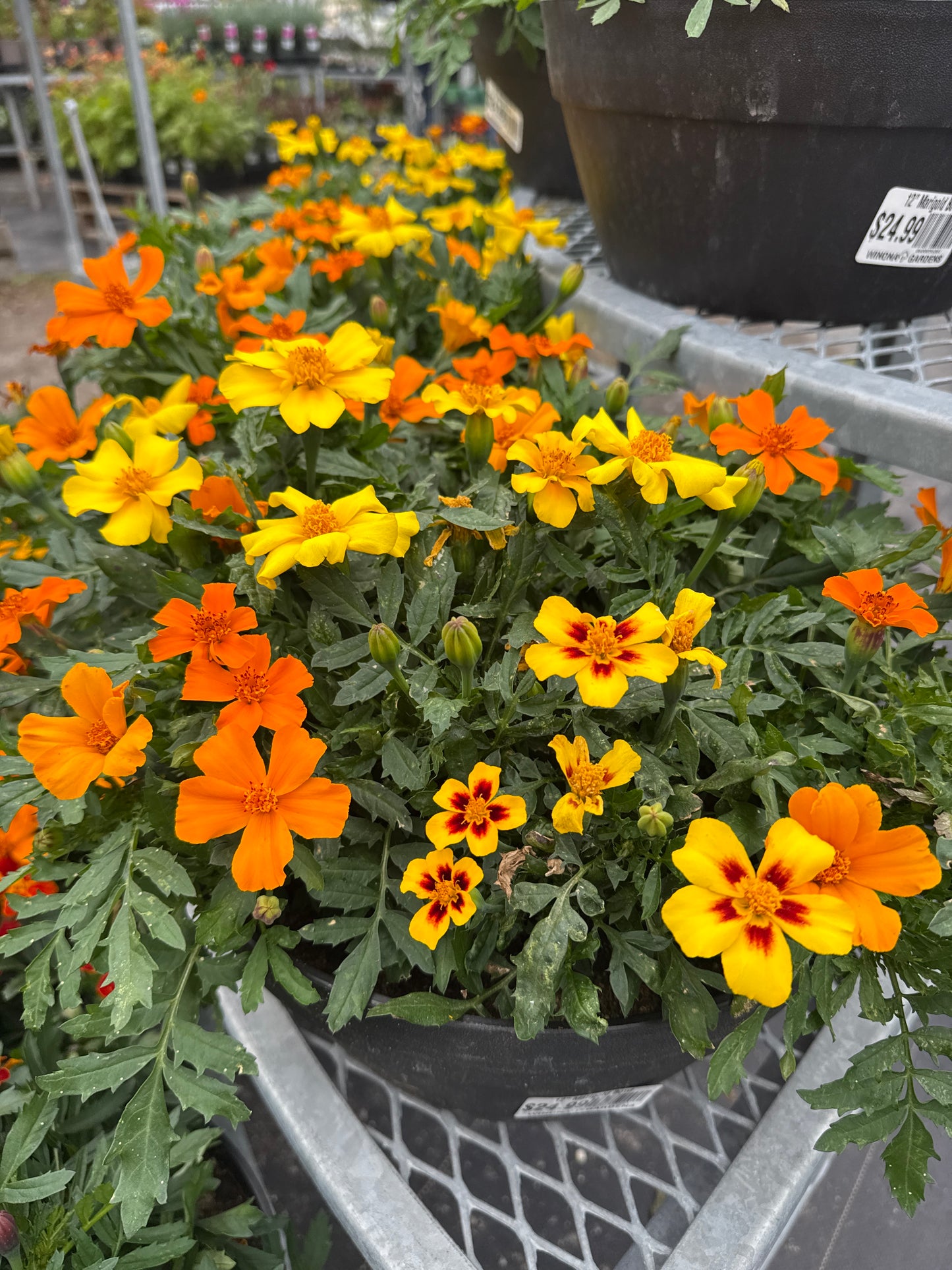 12" Marigold Bowl