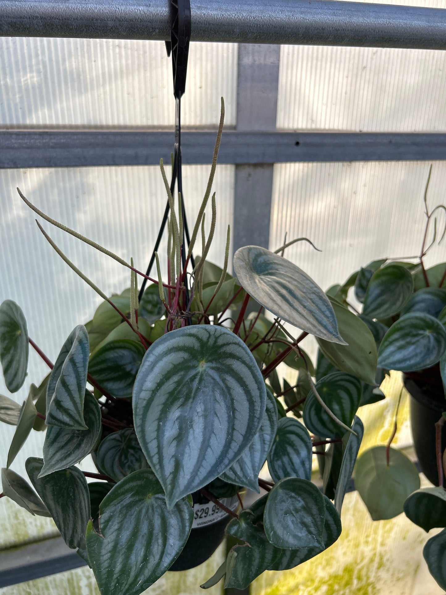 6”  Watermelon Peperomia Hanging Basket