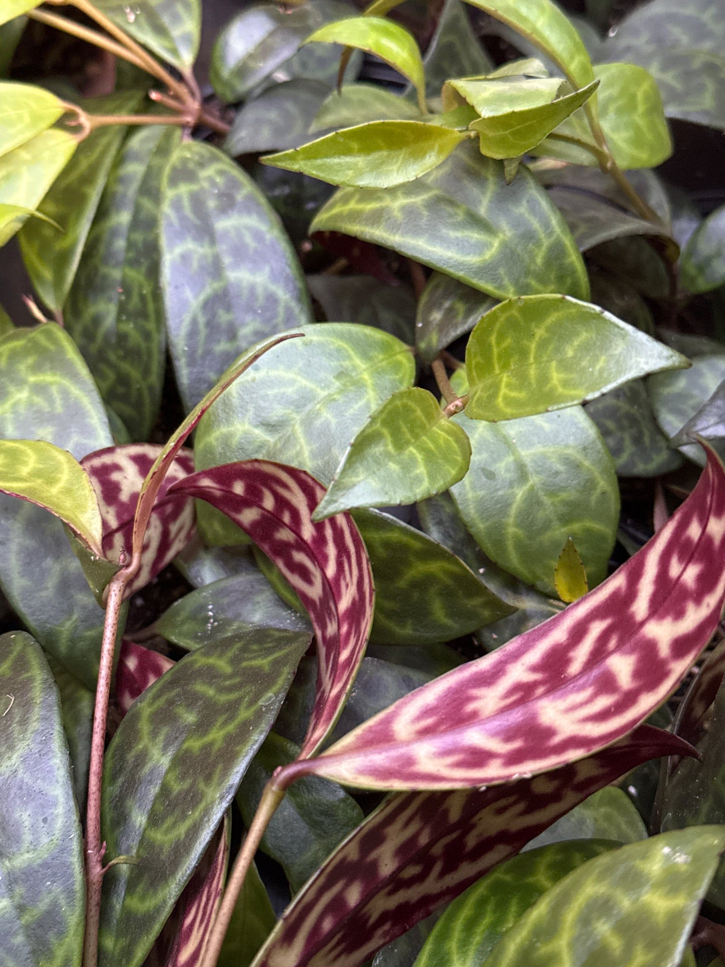 4" Lipstick Black Patoga (Aeschynanthus)