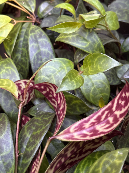 4" Lipstick Black Patoga (Aeschynanthus)