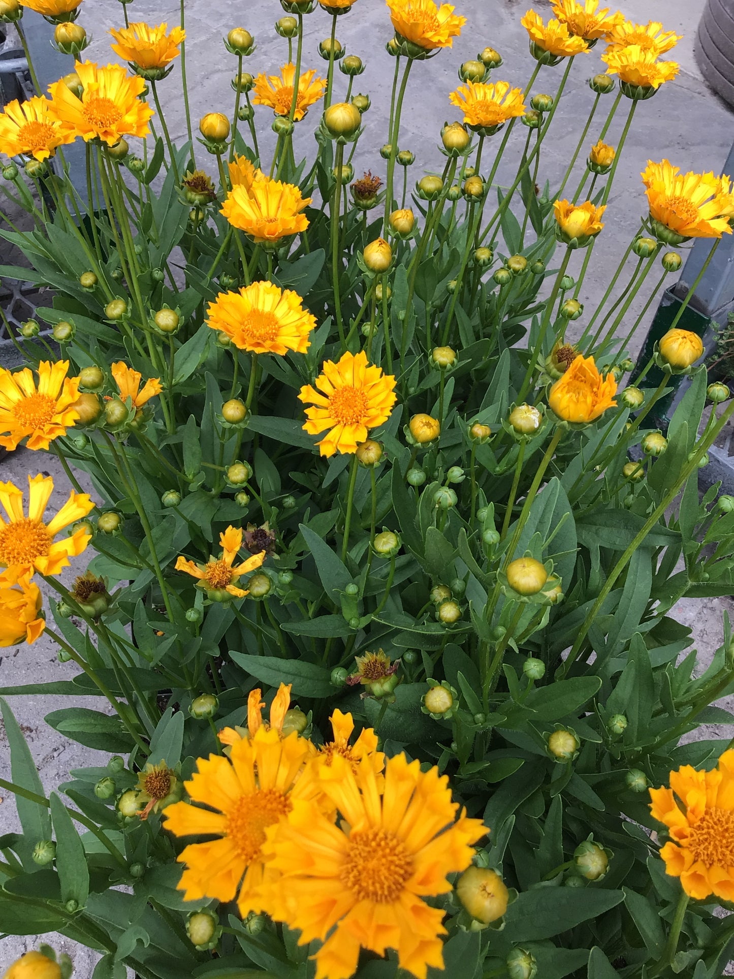 1 Gal Coreopsis 'Tickseed'