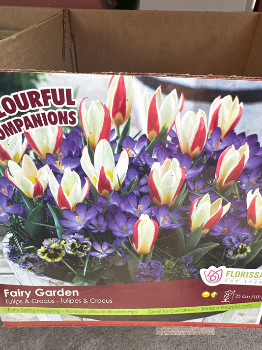 Colourful Companions - Fairy Garden Bulbs 30pk