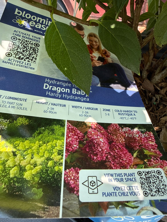 Dragon Baby Hydrangea