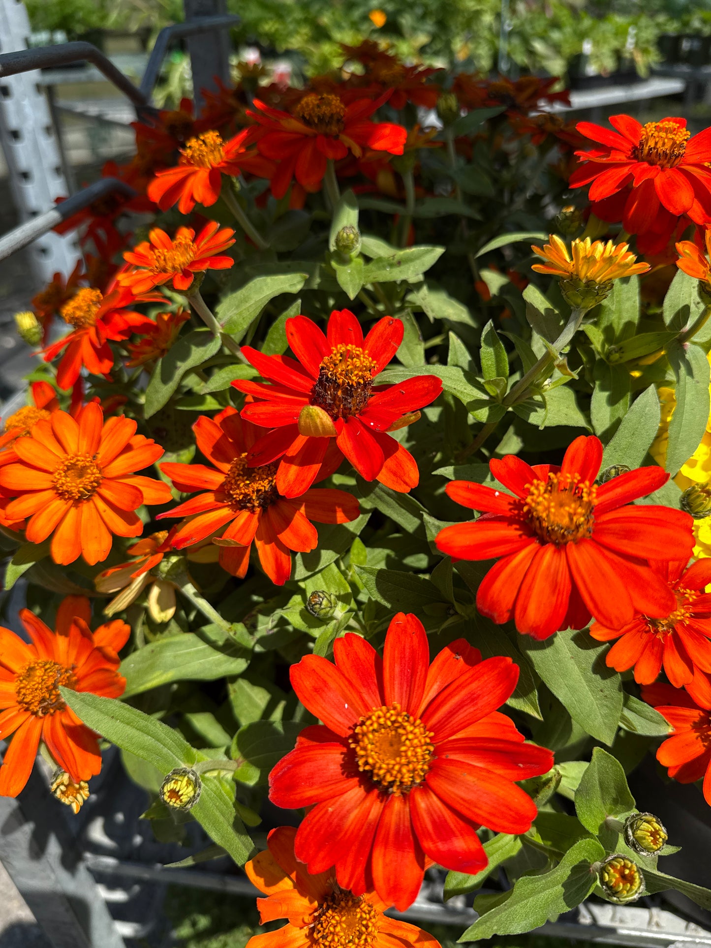 10" One Variety Summer Planters
