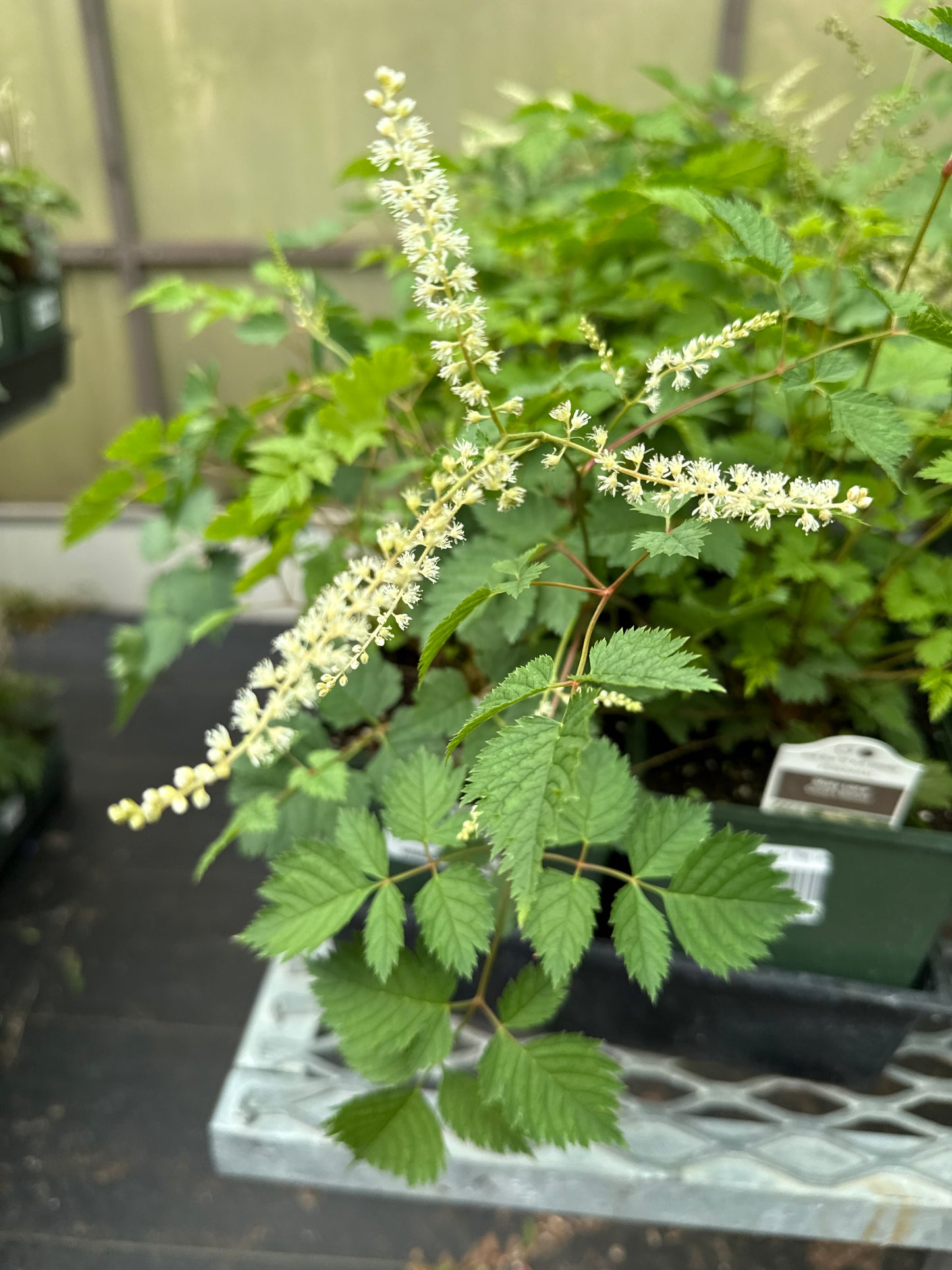 1 Gal Goat's Beard 'Aruncus'