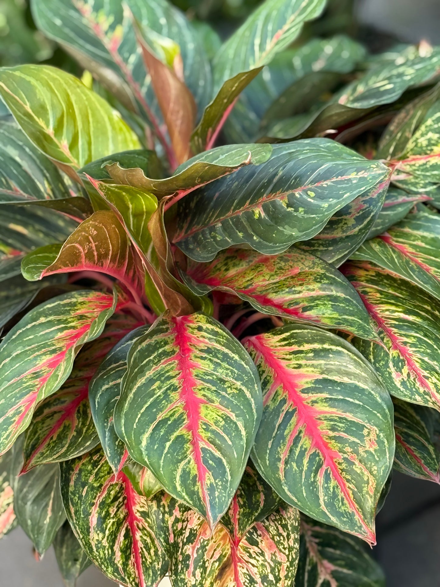 10" Red Emerald Aglaonema