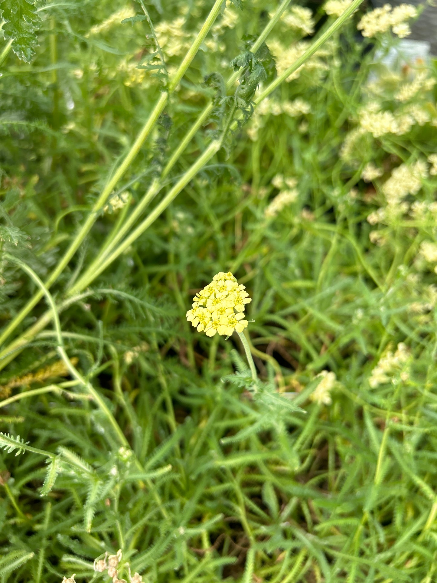1 Gal Achillea (Yarrow) Millefol ‘Goldie’