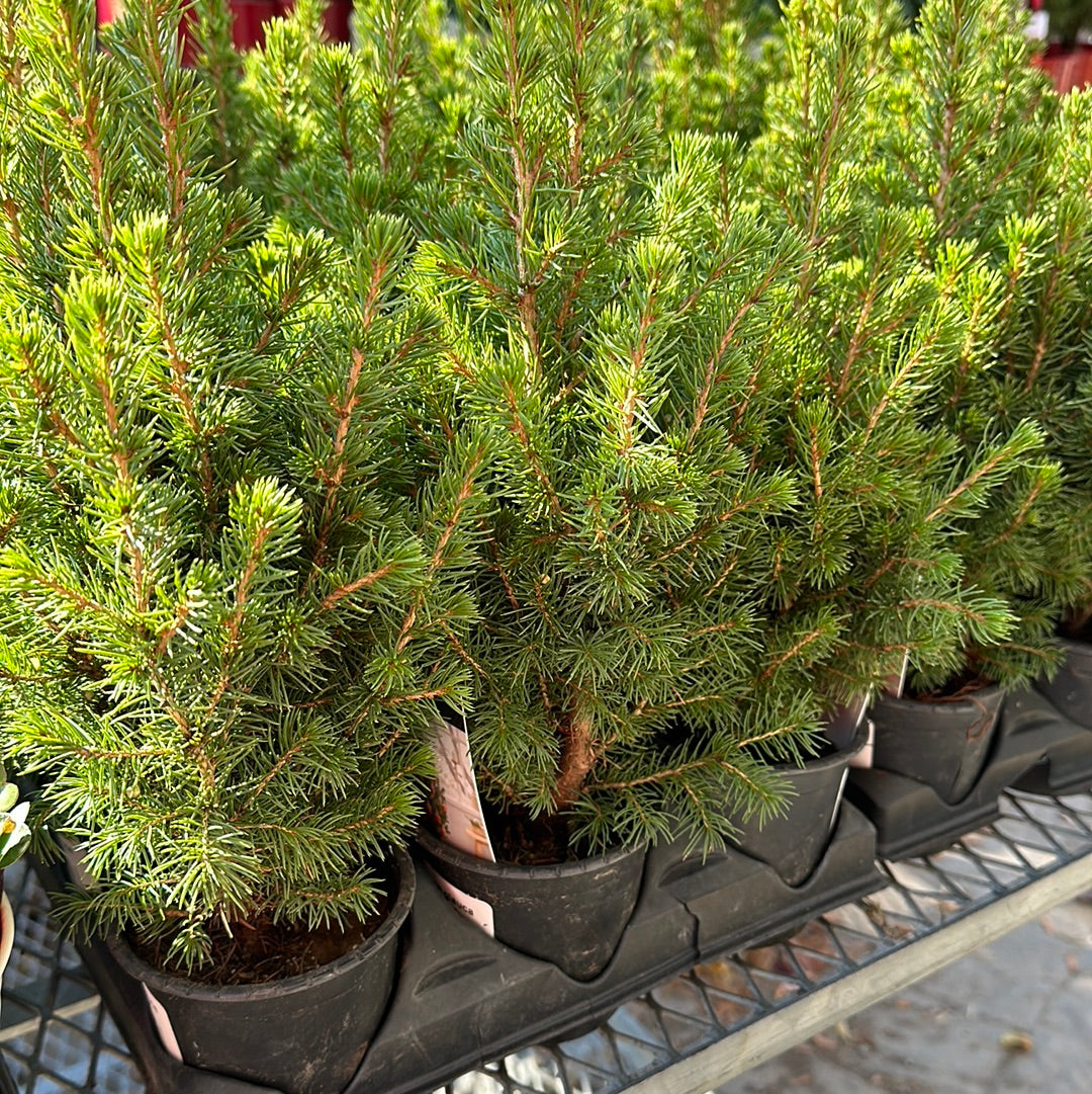 Potted Outdoor Christmas Trees