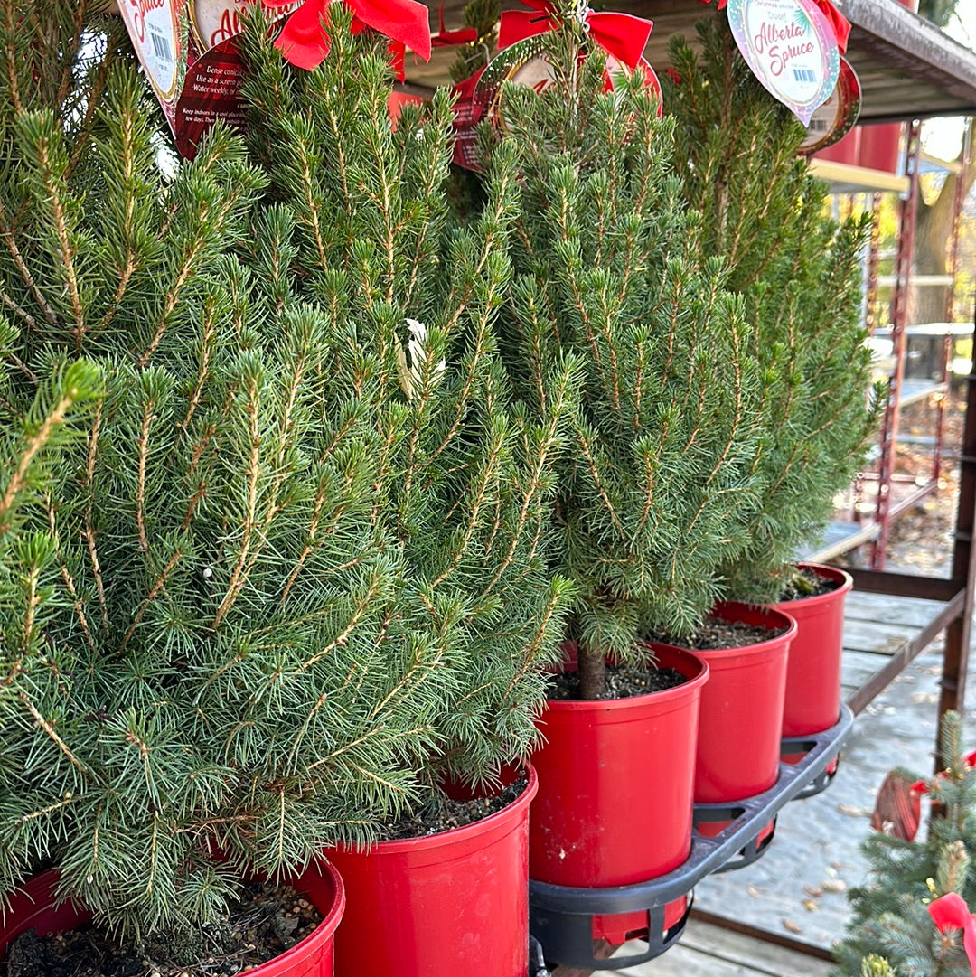 Potted Outdoor Christmas Trees