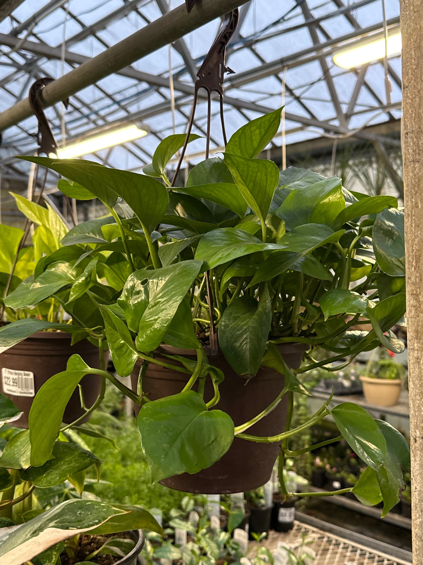 8" Pothos Hanging Basket