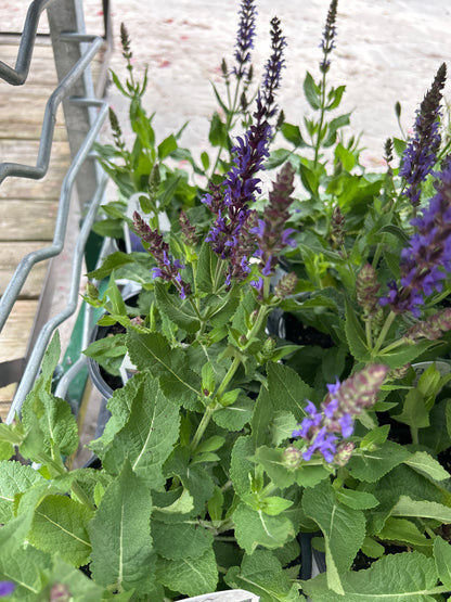 1 Gal Perennial Sage (Salvia)