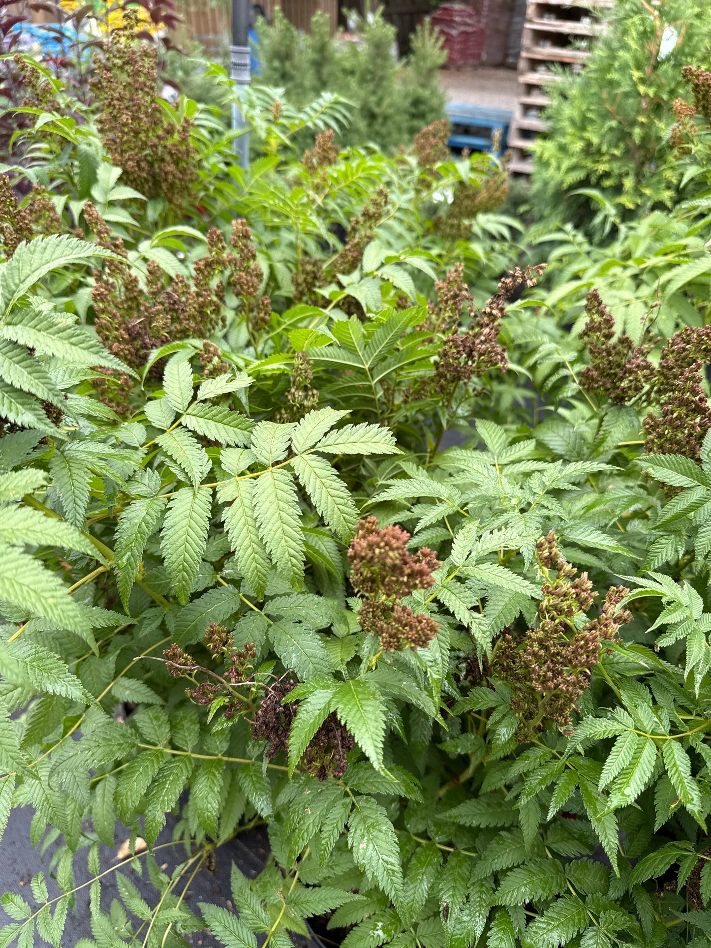 Sem False Spirea