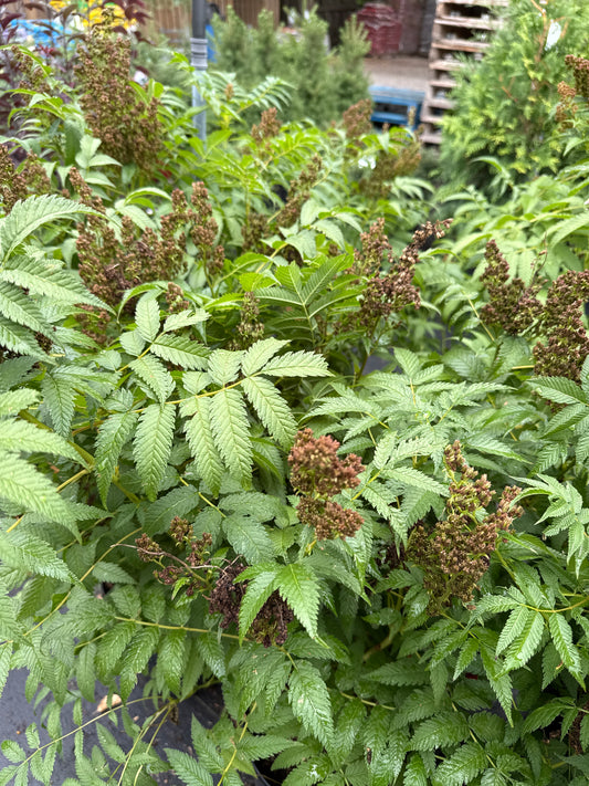 Sem False Spirea