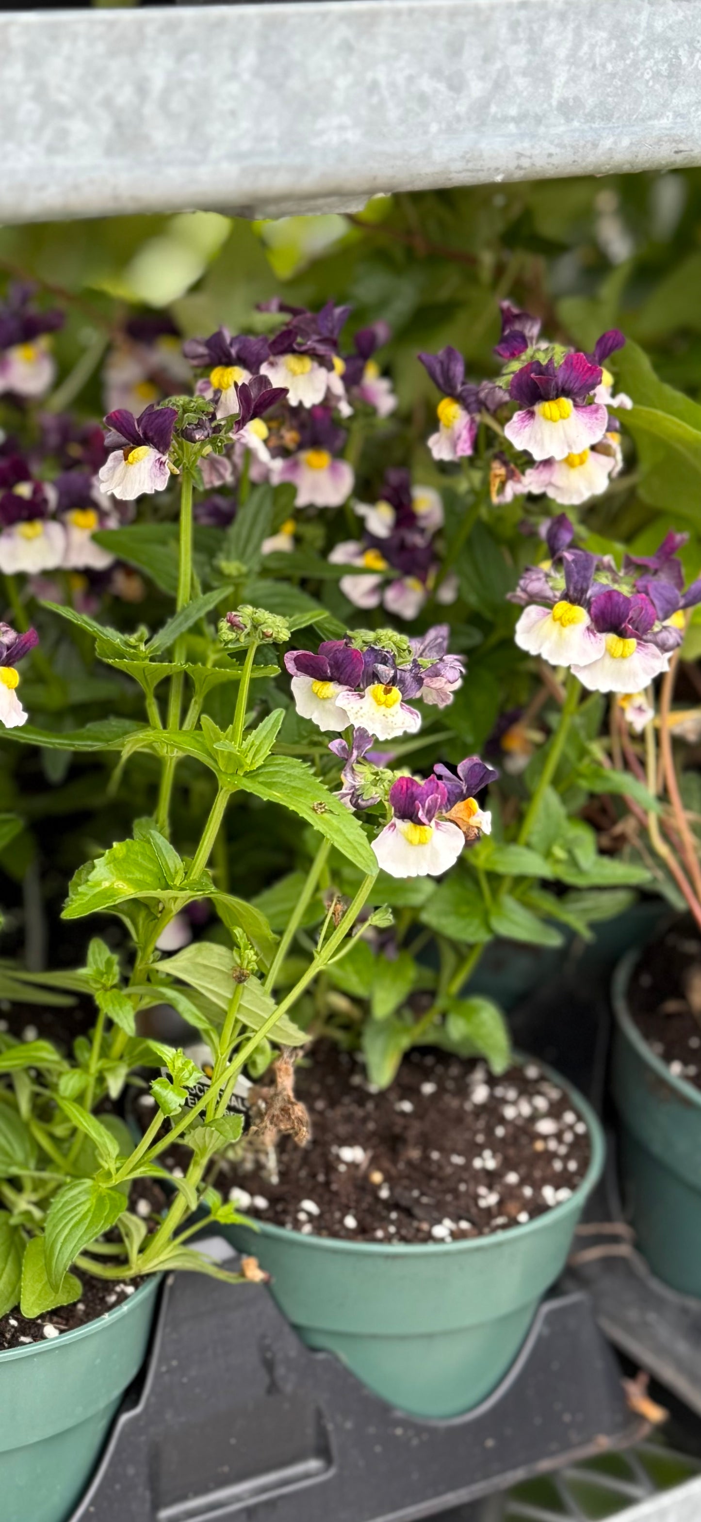 4.5" Nemesia