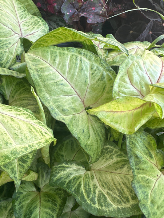 Syngonium 'Pink Allusion'