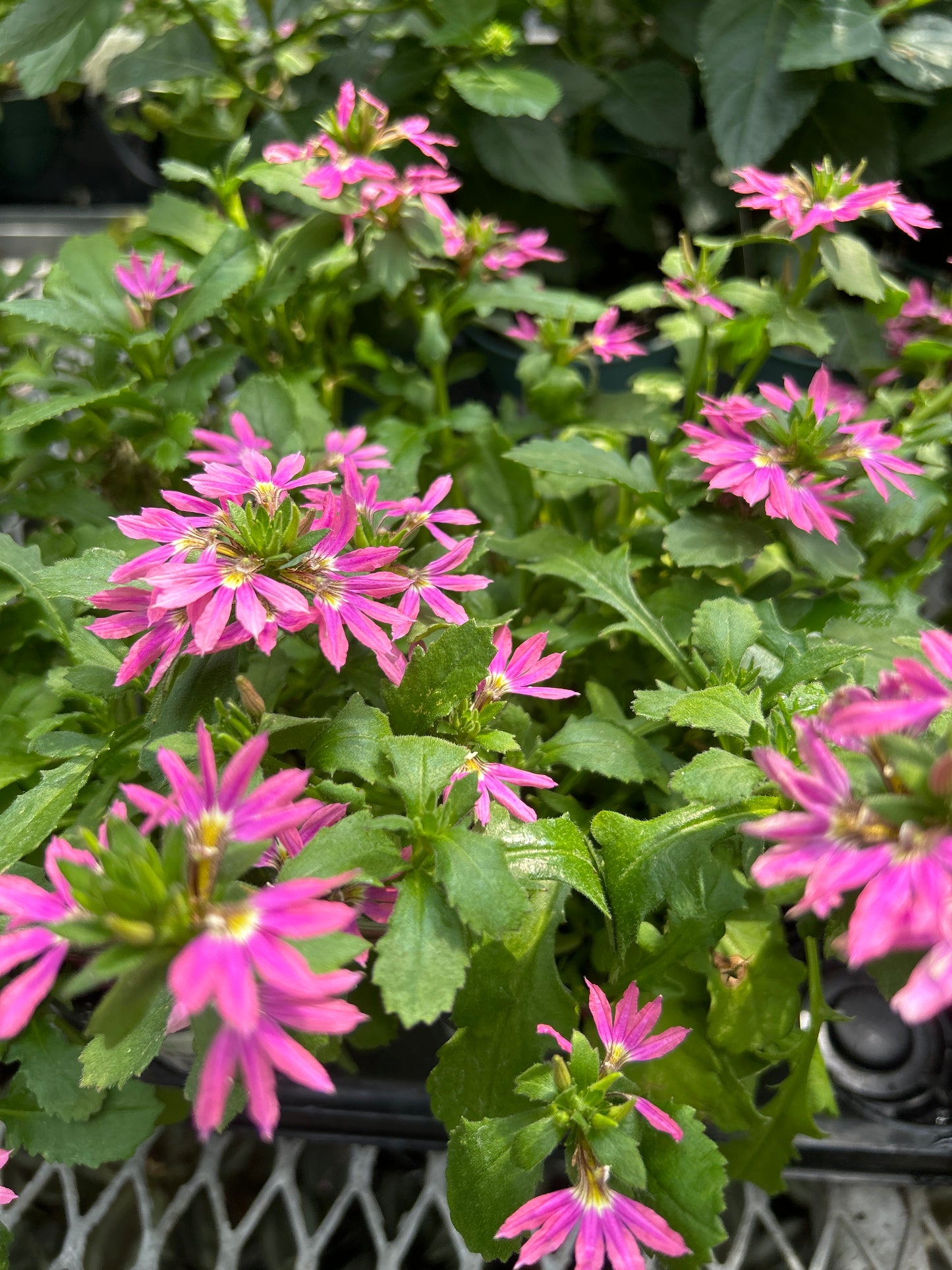 4" Scaevola ' fan flower '