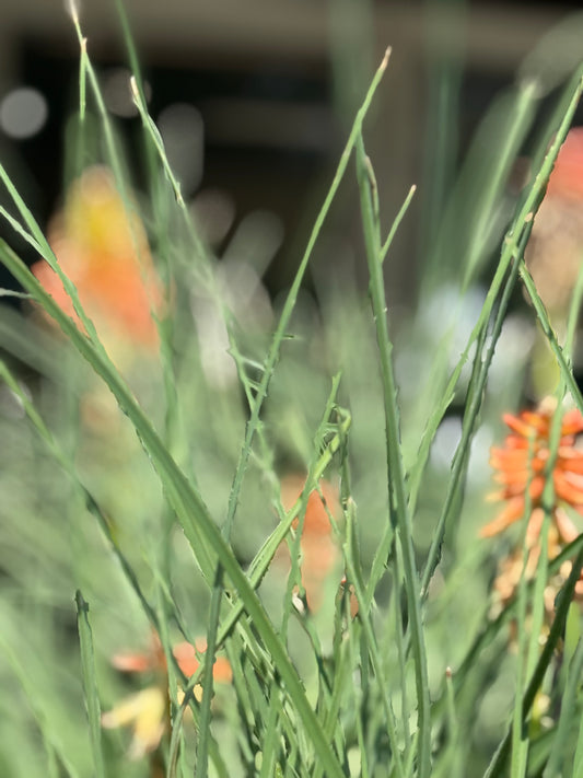 1 Gal Kniphofia 'Papaya Popsicle'