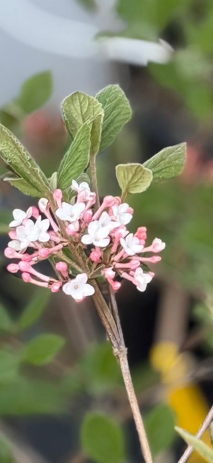 Korean Spice Viburnum