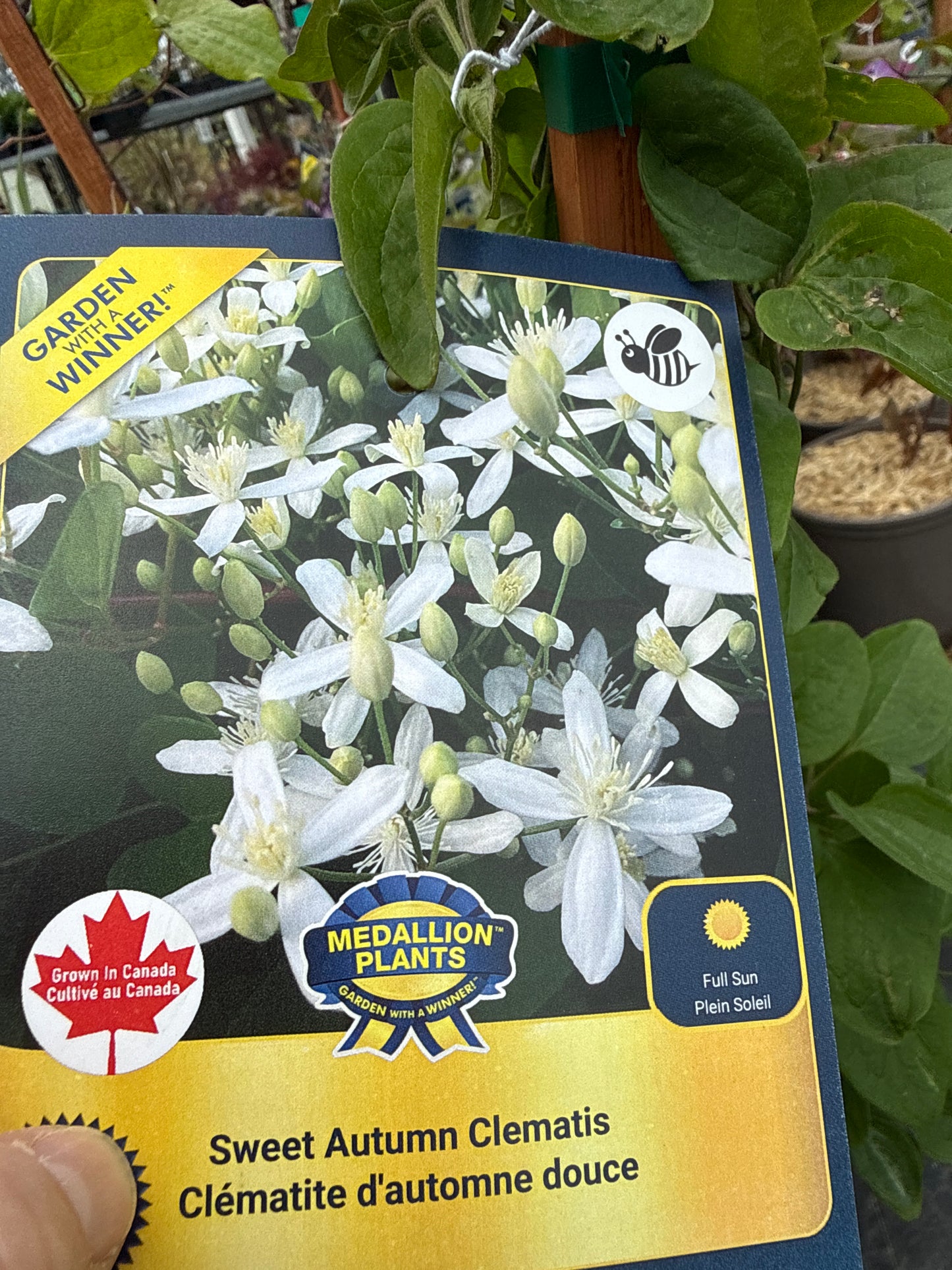 1 Gal Clematis
