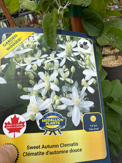 1 Gal Clematis
