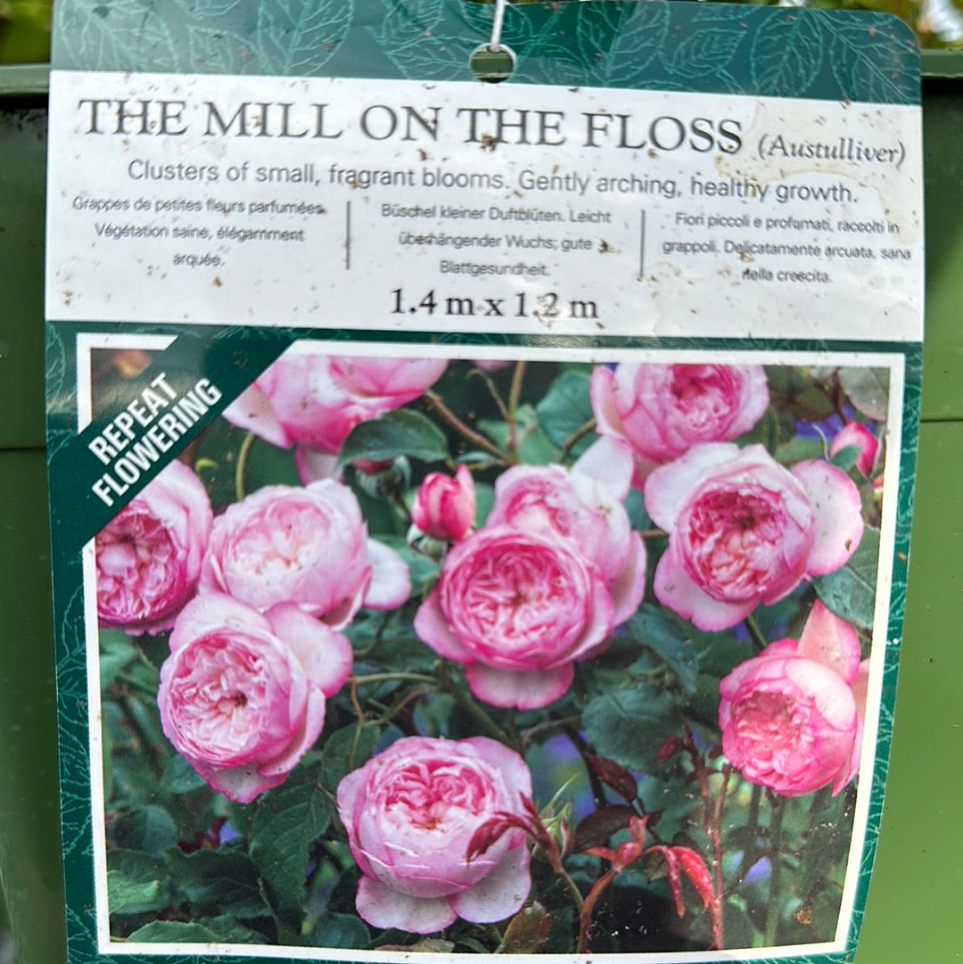 David Austin Rose 'The Mill on the Floss'