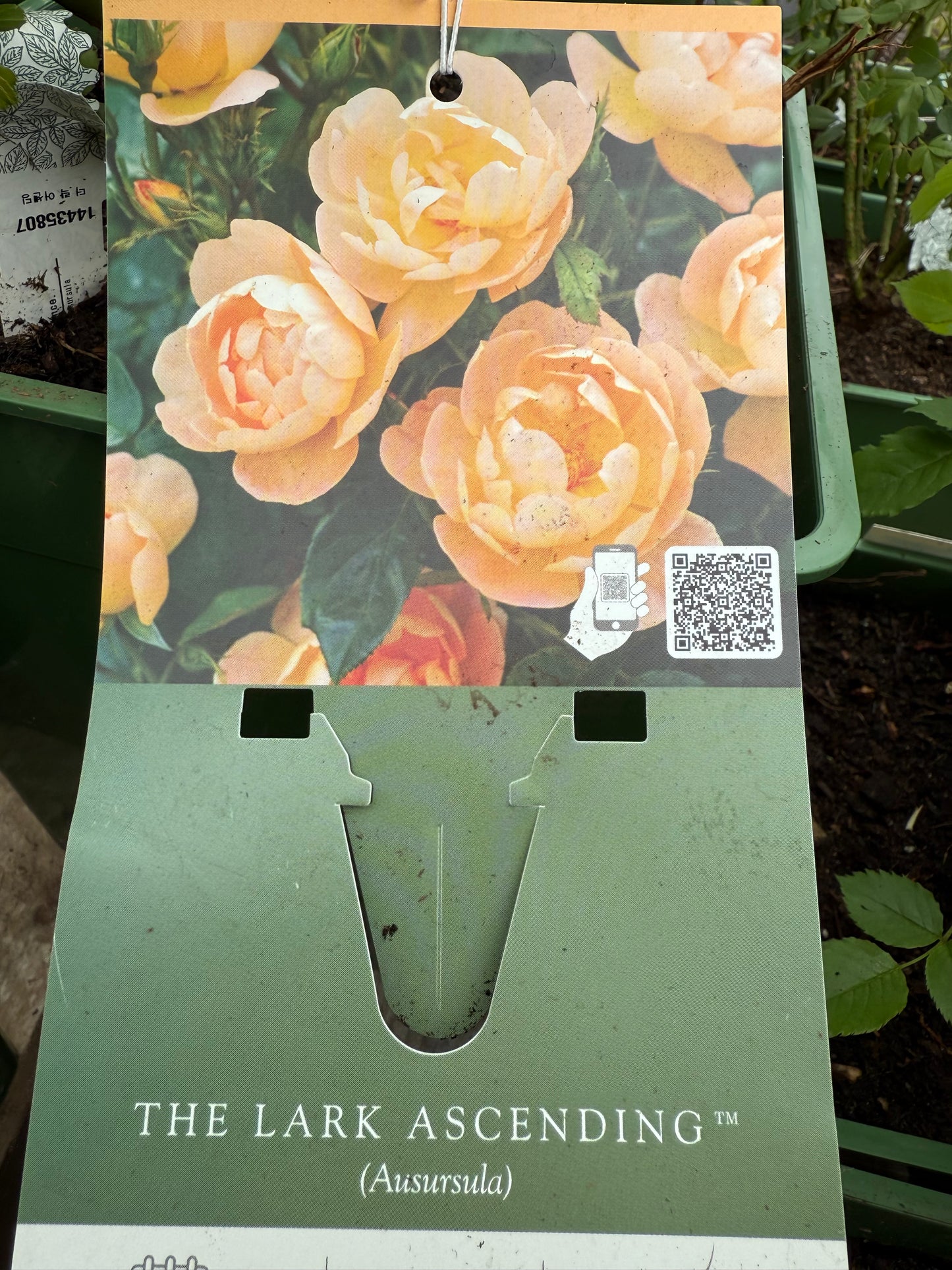 David Austin Rose 'The Lark Ascending'