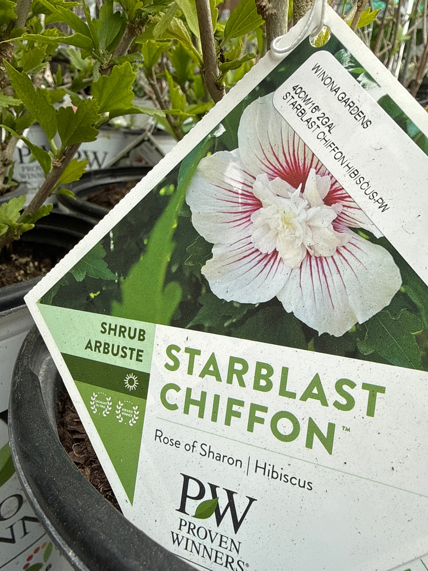Rose Of Sharon