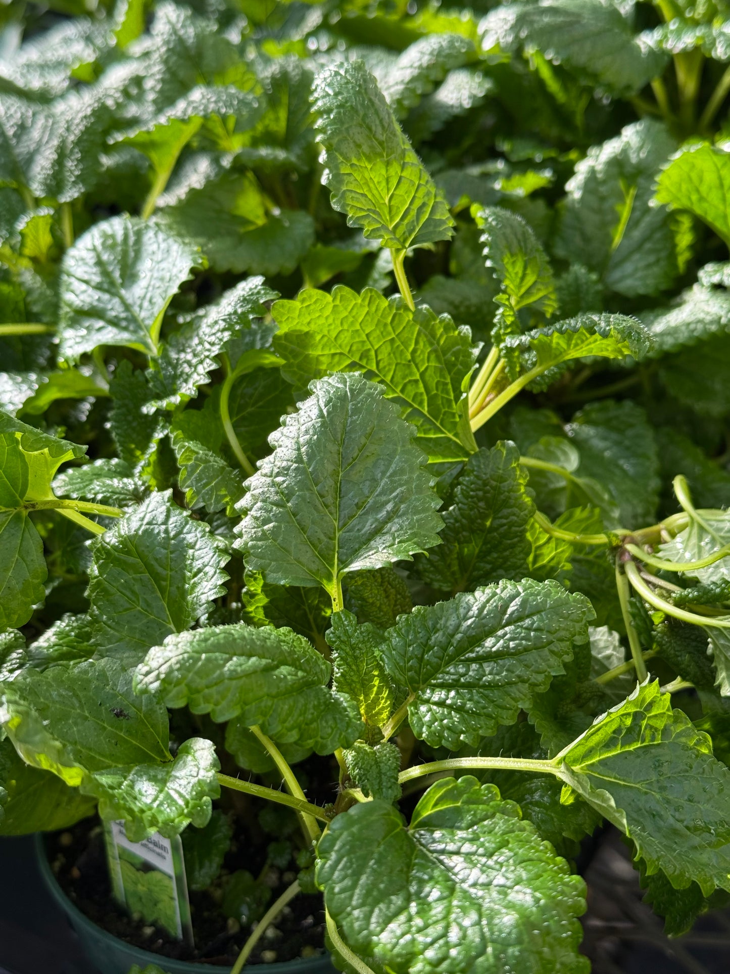 4.5" Lemon Balm