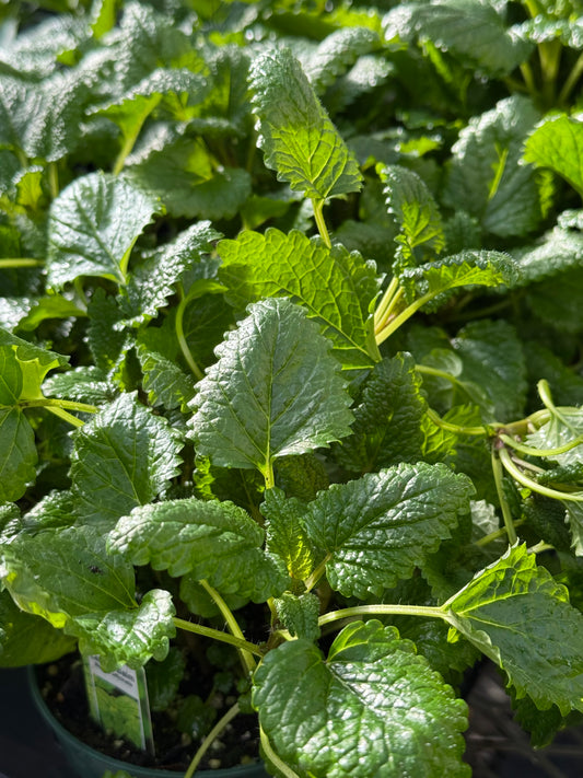 4.5" Lemon Balm