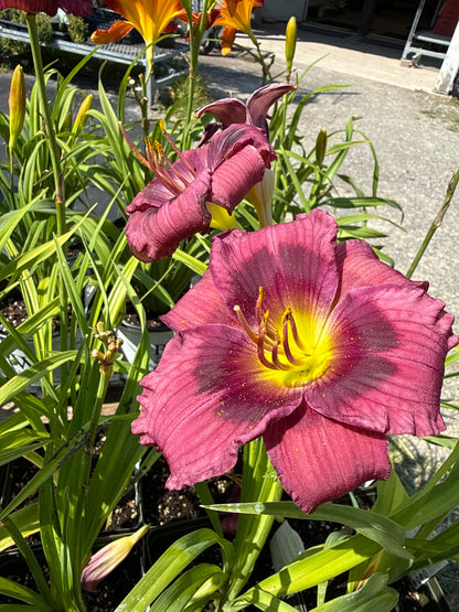 1 Gal Daylily (Hemerocallis)