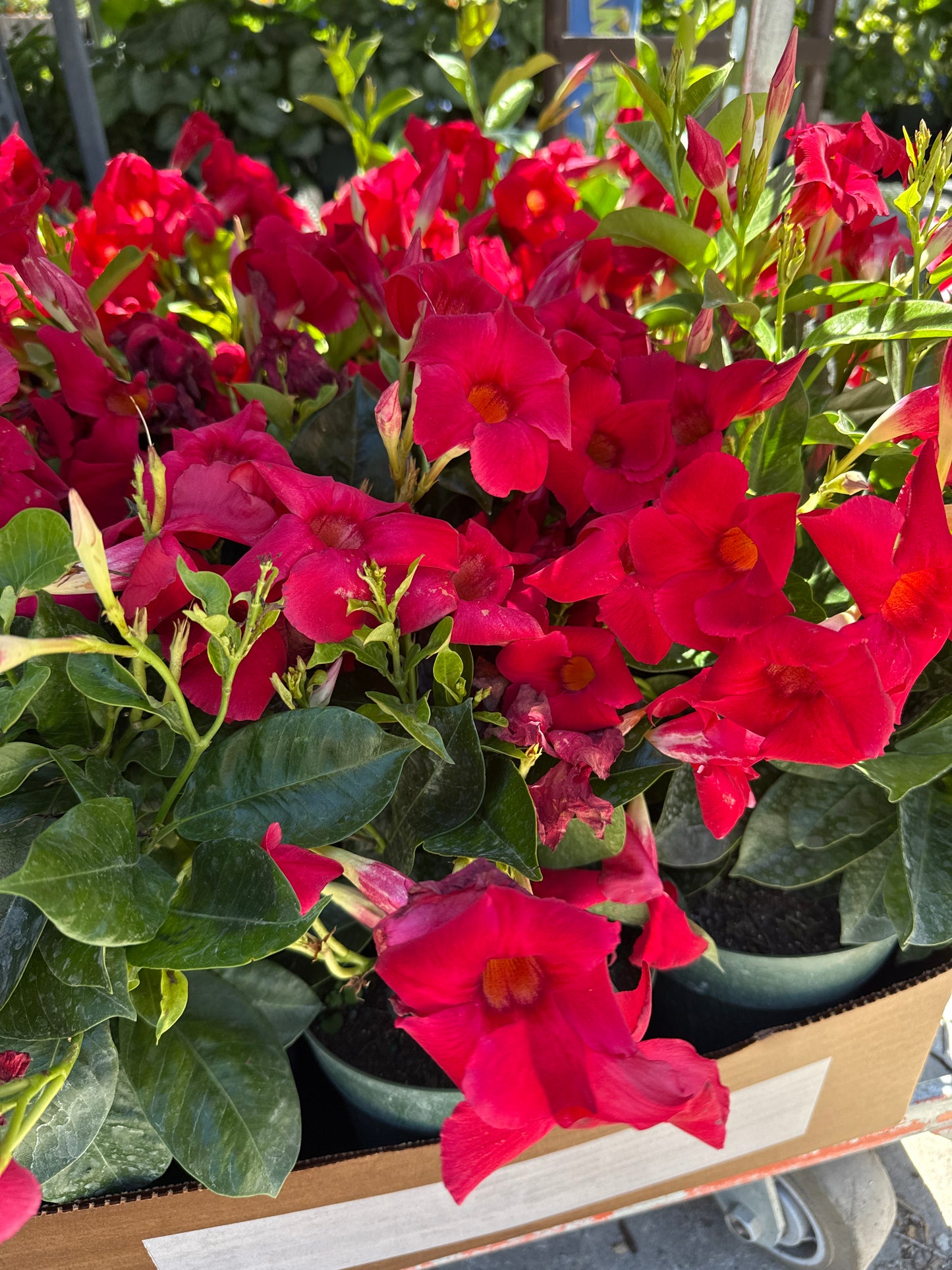 6" Dipladenia