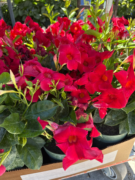 6" Dipladenia