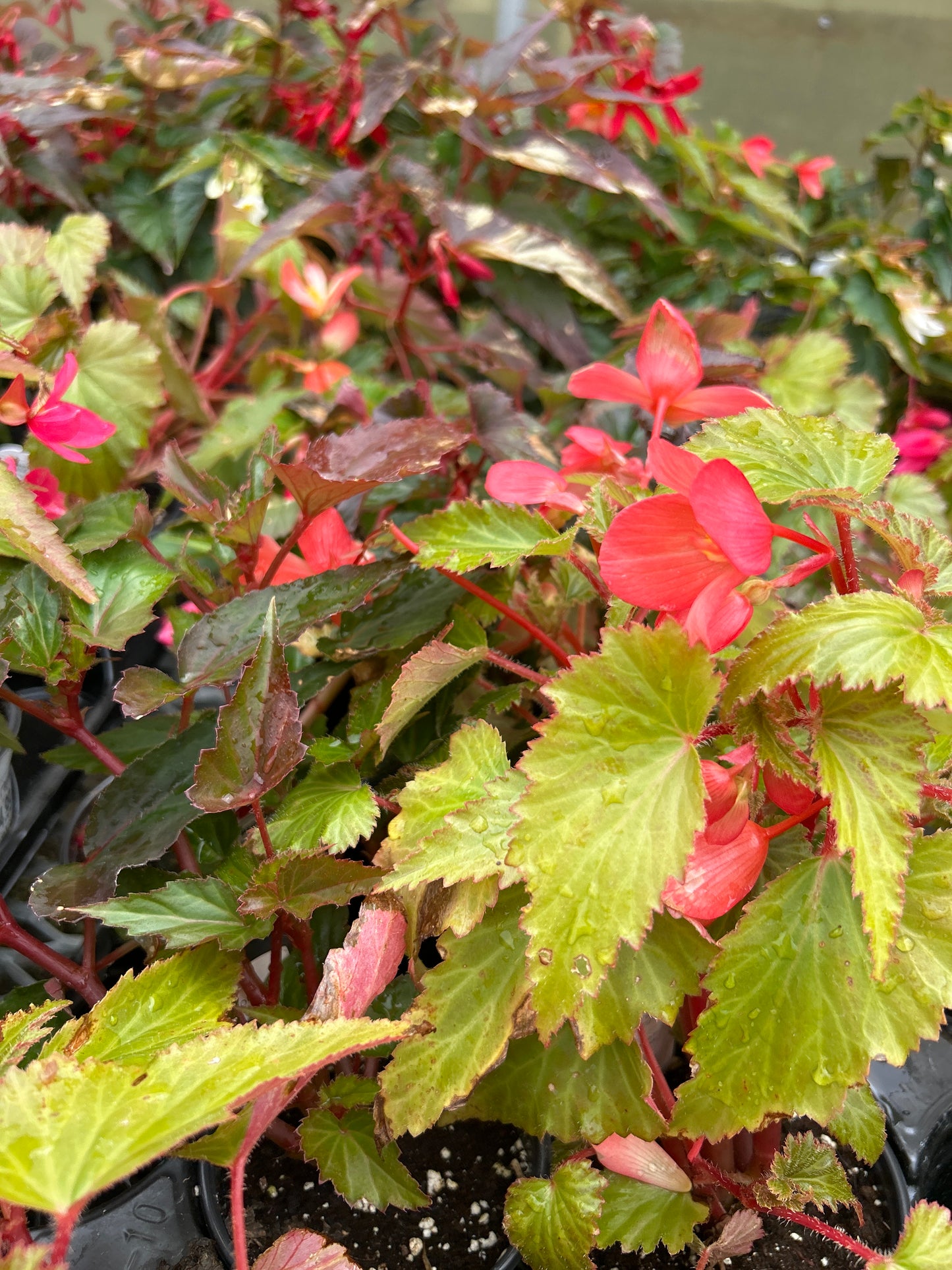 4" Begonia Angel Falls