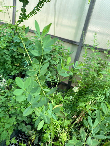 1 Gal False Indigo 'Baptisia Twilite Praireblues'