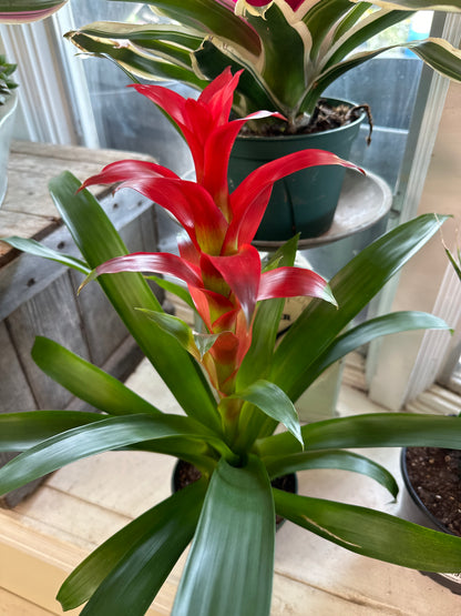 5" Guzmania