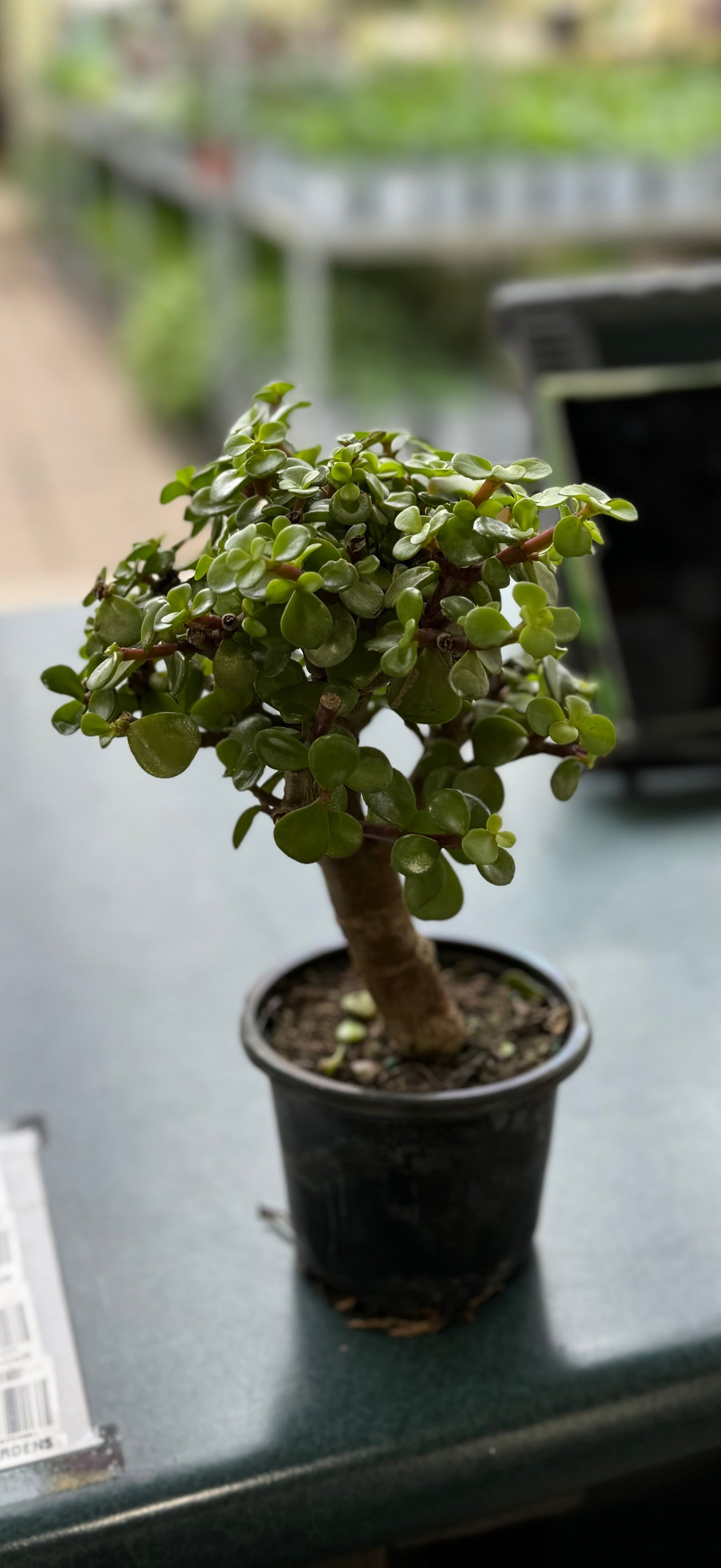 Jade Bonsai Standard
