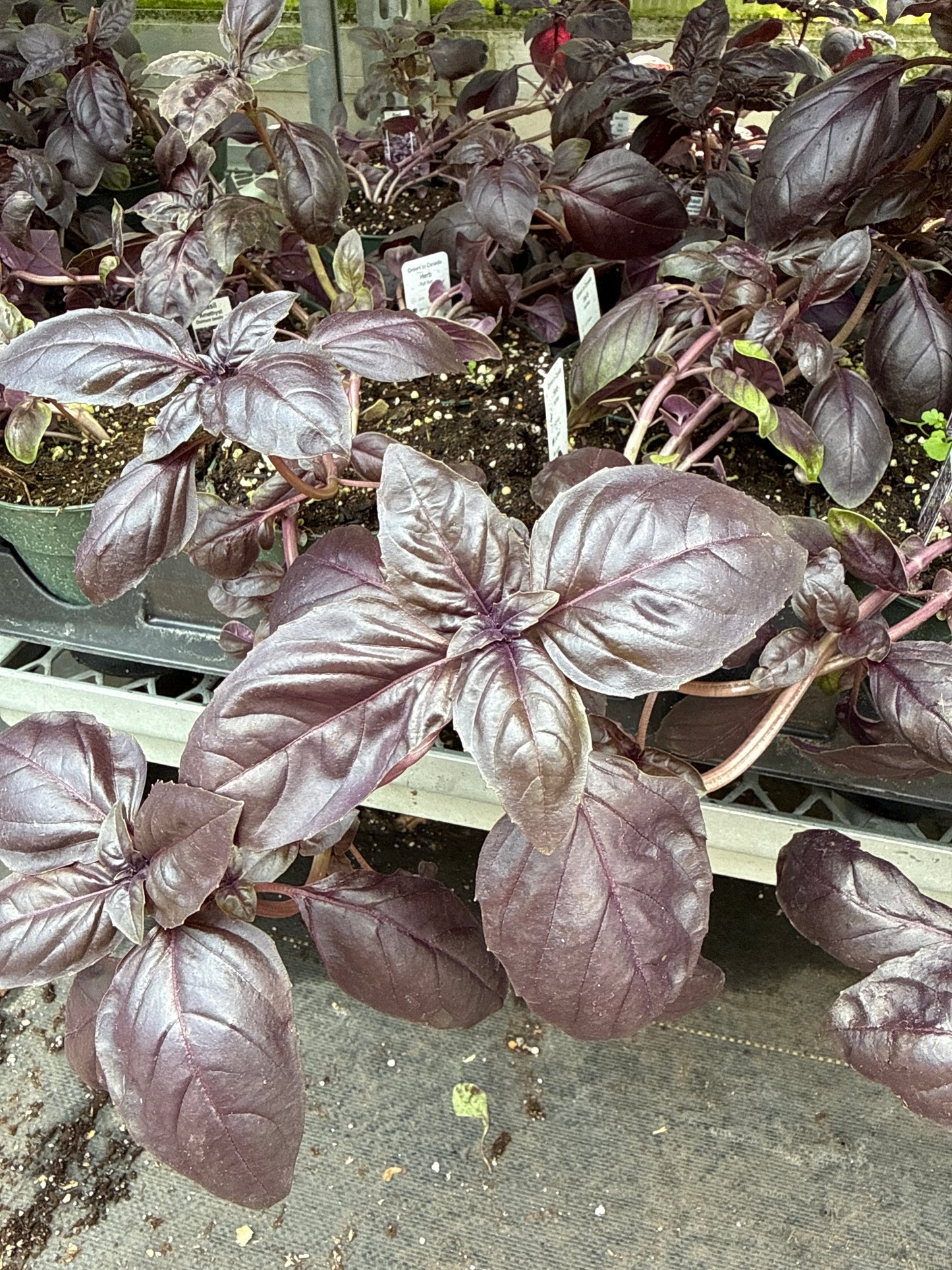 4" Amethyst Basil