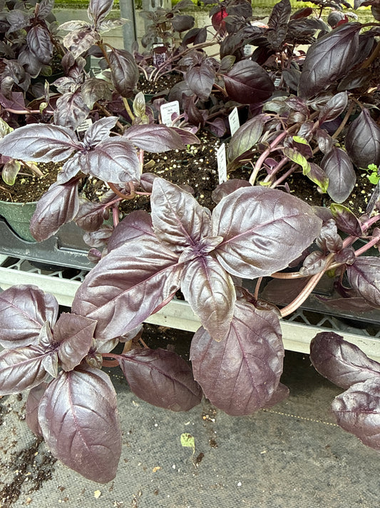 4" Amethyst Basil