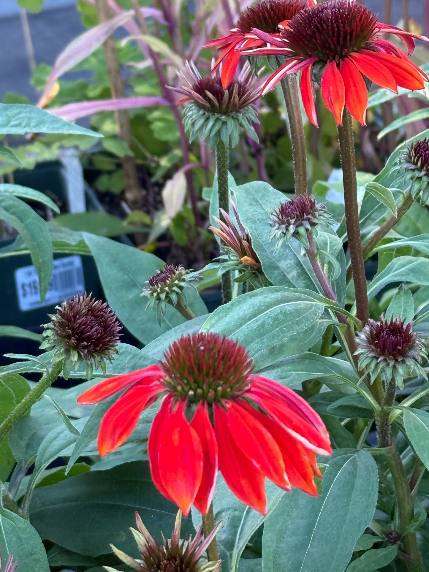 1 gal Echinacea (Coneflower)