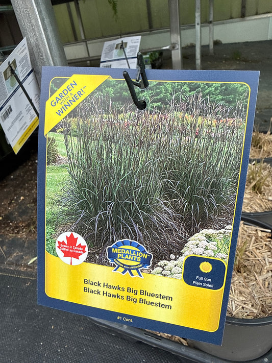 1 Gal Black Hawks 'Andropogon Gerardii' Grass