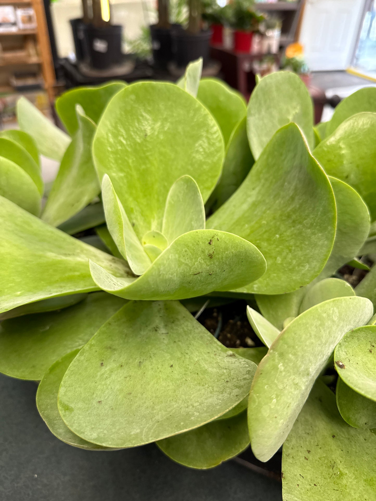 Kalanchoe 'Desert Rose'